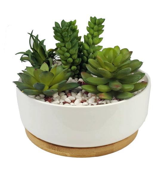 Succulents in White Planter with Wood Base